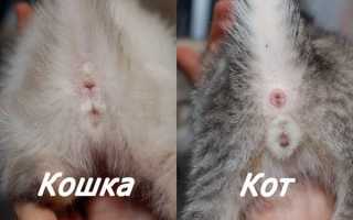 Как отличить кота от кошки. Как определить пол котенка