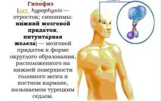 Низкий амг и яичниковый резерв. Амг гормон – что это такое и за что отвечает у женщин Амг 0.06 и фсг 15.1 целесообразность стимуляции