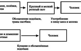Этиология лептоспироза. Лептоспироз: патогенез, клиническая картина, осложнения, лечение Лечение лептоспироза по схеме американских ученых