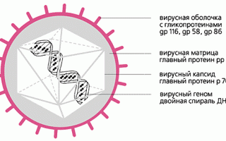 Особенности проявления цитомегаловируса у детей. Проявление и лечение цитомегаловирусной инфекции у детей Врожденный цитомегаловирус у ребенка