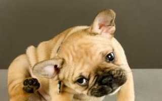 Щенок трясет ушами и чешет. Почему собака постоянно трясет ушами и что с этим делать